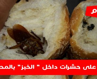 صـــــادم و بالصور !! العثور على حشرات داخل “الخبز” بالمحمدية