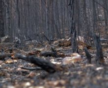 الحكومة المغربية تعلن السيطرة الكاملة على الحرائق التي شبت بغابات كافة المدن المغربية