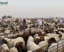 بعد الأبقار .. تسهيلات لإستيراد  الأغنام لخفض أسعار اللحوم