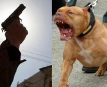 كلاب شخص دو سوابق عدلية تهاجم  رجال الشرطة  وزميلهم يطلق عليها الرصاص
