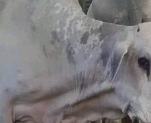 مسؤول برازيلي يوضح حقيقة سلالة الأبقار المصدرة إلى المغرب