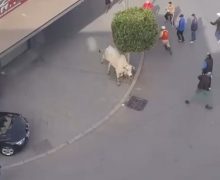 التفاصيل الكاملة حول أسباب هروب بقرتين برازيلتين نحو شوارع الرباط  ( صور )