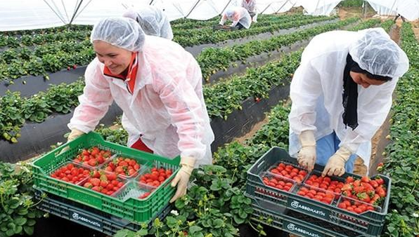 بركان …..  اعتقال سائق حافلة نصب على الراغبات في العمل بالحقول الإسبانية