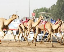 السمارة تحتضن مهرجان الساقية الحمراء الدولي الثالث لسباق الإبل