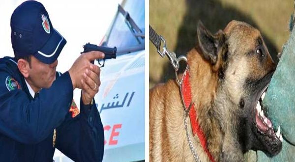 مراكش….رصاصة تنهي هجوم كلب على رجال الشرطة