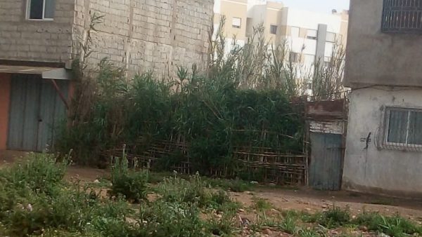 المحمدية …شبكة عنكبوتية تساهم في تناسل البنايات العشوائية الإسمنتية ببني يخلف