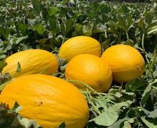 الصويرة…. المسؤولون يقبرون تعاونية  فلاحية ويساهمون في دفن  الفلاحين،وإجهاض  المخطط الأخضر