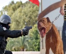 مراكش ..شرطي ينقد سيدة من هجوم كلب باطلاق رصاصة عليه