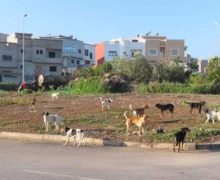 سطات ….إستمرار عمليات  إبادة الكلاب في منتصف الليل بالرصاص وبطريقة همجية
