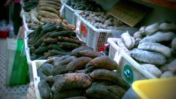 الناضور …بتنسيق مع ” الديستي ” تفكيك شبكة تتاجر في خيار البحر البالغ ثمنه أزيد من 1000 درهم للكيلو   ( فيديو )