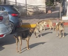 عين حرودة …الكلاب الضالة تهاجم المواطنين في واضحة النهار