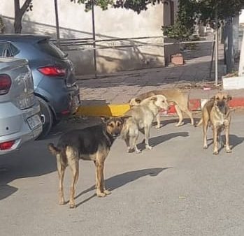 عين حرودة …الكلاب الضالة تهاجم المواطنين في واضحة النهار