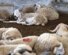 عيد الأضخى …..  مغاربة يشترون اللحوم الحمراء ولحوم الدواجن  ويتخلون عن  شراء الأكباش بسبب غلاء  أثمنتها