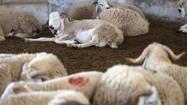 عيد الأضخى …..  مغاربة يشترون اللحوم الحمراء ولحوم الدواجن  ويتخلون عن  شراء الأكباش بسبب غلاء  أثمنتها