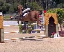 أسبوع الفرس 2024.. إبراهيم بينسي يفوز بجائزة ولي العهد الأمير مولاي الحسن في القفز على الحواجز (U13)