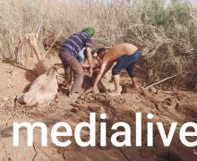 إقليم طاطا …..مئات الإبل   نفقت بسبب فيضانات وأوحال السيول الجارفة بوادي درعة  والكسابة يحصون خسائرهم  ( صور )