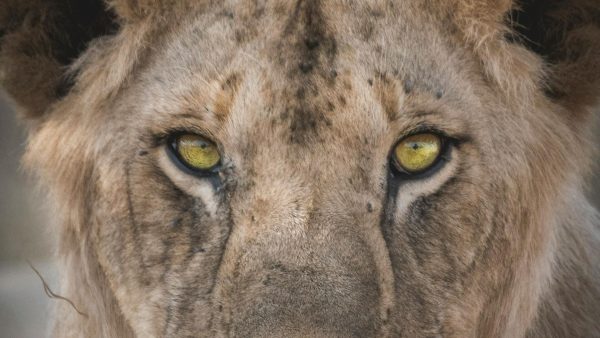 الجزائر  تهتز على وقع إكتشاف أسد إفريقي مــ..ـرعب يعيش مع عائلة ( فيديو )