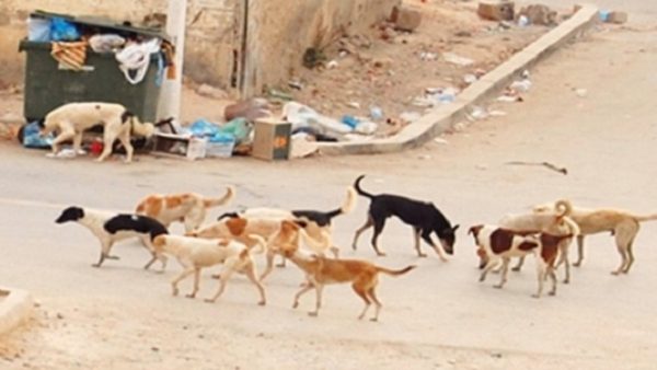 العثور على رؤس  كلاب يستنفر السلطات الأمنية