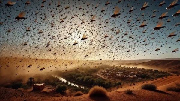وزارة الداخلية …المغرب متأهب لمكافحة غزو  أسراب الشمال القادمة من شمال وغرب إفريقيا