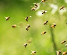 الحسيمة….هجوم قــ ـاتـ ـل لسرب من النحل