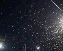 حقيقة وصول الجراد الصحراوي لتافراوت