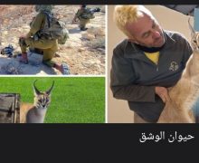 حيوان مفترس قادم من مصر يهاجم جنودا بالجيش الإسرائيلي على الحدود