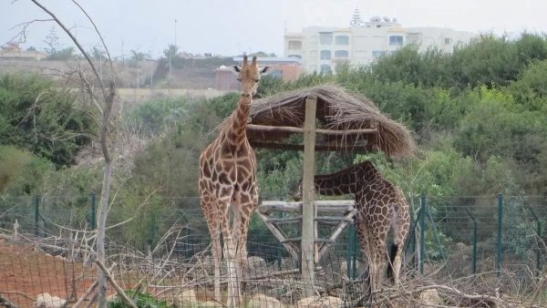 رسميا  افتتاح حديقة الحيوانات “عين السبع” وهذه هي الأثمنة بالتفصيل