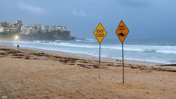 أستراليا…..هجمات القروش تُغلق عشرات الشواطئ بسواحل سيدني