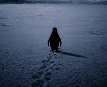 قصة البطريق الذي تصدر الترند