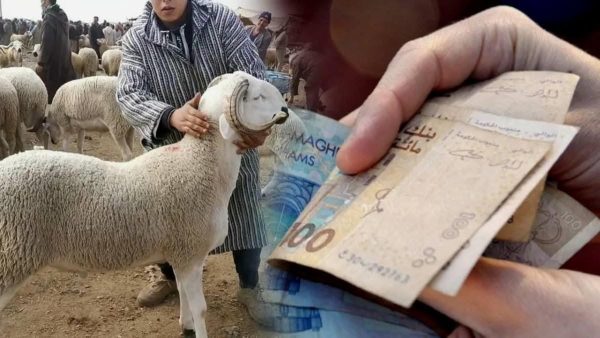 وزارة الفلاحة  تصدجر بلاغا بخصوص صرف الدعم المالي المباشر لمربي الماشية