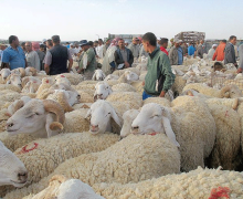 مربو الماشية سيرفعون  أسعار الأضاحي بسبب تداعيات الحرب في إيران !!!