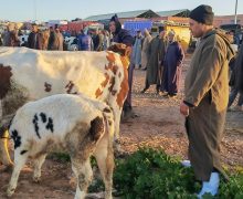 هيئة وطنية  تراسل عامل إقليم مديونة حول اخلال جماعة سيدي حجاج واد حصار بمواقيت وايام عقد سوق البهائم