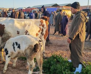 هيئة وطنية  تراسل عامل إقليم مديونة حول اخلال جماعة سيدي حجاج واد حصار بمواقيت وايام عقد سوق البهائم