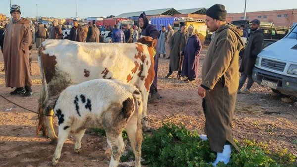 هيئة وطنية  تراسل عامل إقليم مديونة حول اخلال جماعة سيدي حجاج واد حصار بمواقيت وايام عقد سوق البهائم