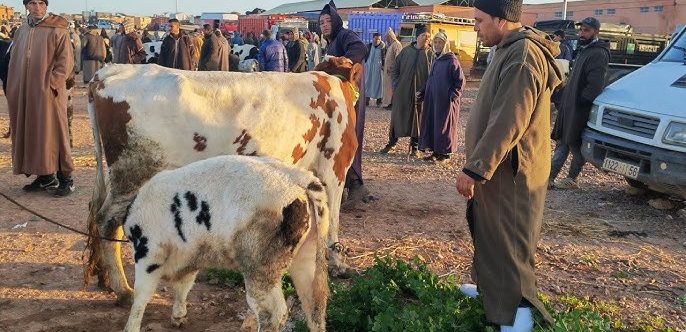 هيئة وطنية  تراسل عامل إقليم مديونة حول اخلال جماعة سيدي حجاج واد حصار بمواقيت وايام عقد سوق البهائم