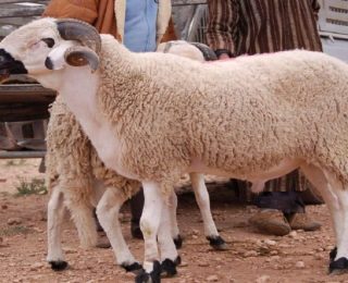 مع اقتراب عيد الأضحى…..تعددت الأسباب والهدف واحد وهو البحث عن أضحية من طرف ضحية