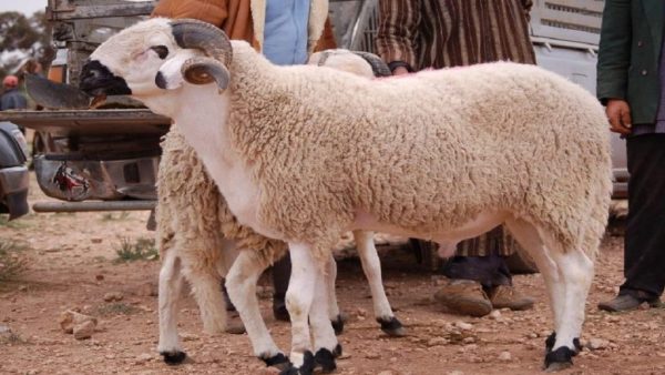 مع اقتراب عيد الأضحى…..تعددت الأسباب والهدف واحد وهو البحث عن أضحية من طرف ضحية