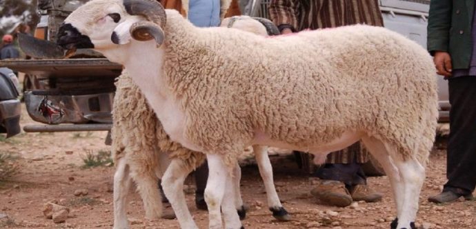 مع اقتراب عيد الأضحى…..تعددت الأسباب والهدف واحد وهو البحث عن أضحية من طرف ضحية