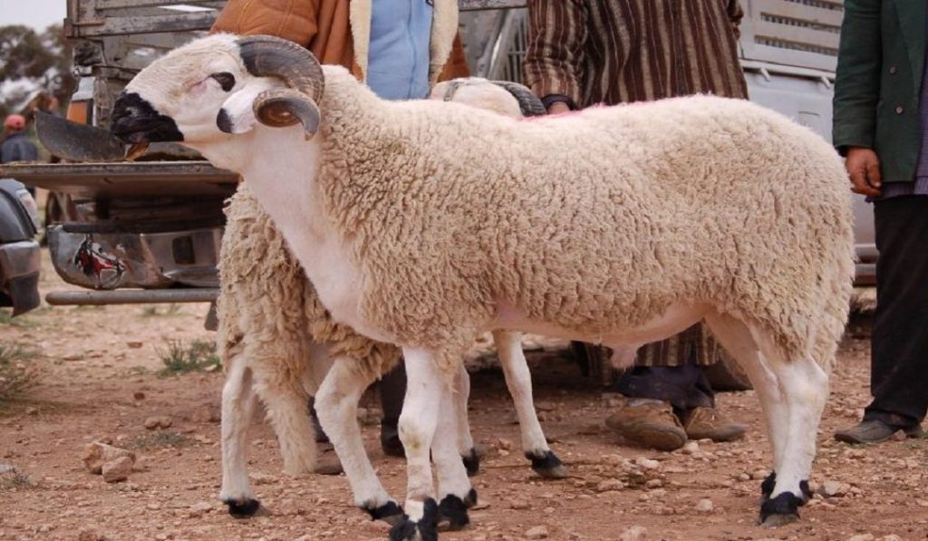 مع اقتراب عيد الأضحى.....تعددت الأسباب والهدف واحد وهو البحث عن أضحية من طرف ضحية