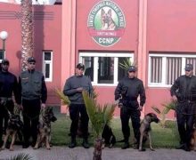 فرقة أمنية من مالي تحل بالمغرب  للخضوع لدورة تكوينية للتدريب على الكلاب المدربة للشرطة
