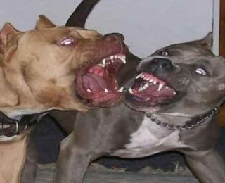 توضيح من  ابن اخت الشاب الذي توفي  بسبب مهاجمته من طرف كلاب شرسة بطنجة