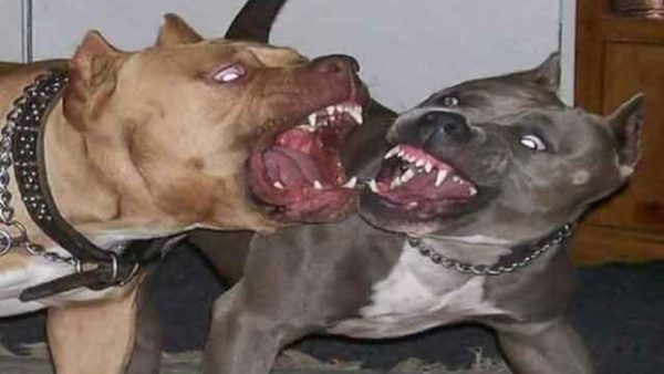 توضيح من  ابن اخت الشاب الذي توفي  بسبب مهاجمته من طرف كلاب شرسة بطنجة