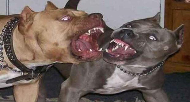 توضيح من  ابن اخت الشاب الذي توفي  بسبب مهاجمته من طرف كلاب شرسة بطنجة