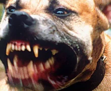 طنجة …5 كلاب شرسة تنهي حياة مالكها بعد مهاجمته بطريقة وحشية