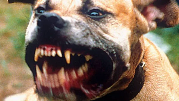 طنجة …5 كلاب شرسة تنهي حياة مالكها بعد مهاجمته بطريقة وحشية