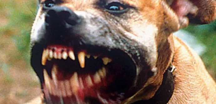 طنجة …5 كلاب شرسة تنهي حياة مالكها بعد مهاجمته بطريقة وحشية