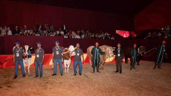 توزيع الجوائز على الكسابة الفائزين في مباريات انتقاء أحسن رؤوس الماشية المعروضة في معرض الفلاحة بمكناس