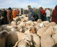 وزارة الفلاحة مطالبة بتغيير طريقة  إحصاء قطيع الأغنام…أرقام  بالملايين نصفها يمتنع مربوها عن بيعها في فترة عيد الضحى