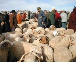 وزارة الفلاحة مطالبة بتغيير طريقة  إحصاء قطيع الأغنام…أرقام  بالملايين نصفها يمتنع مربوها عن بيعها في فترة عيد الضحى
