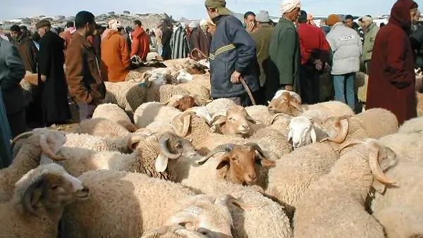 وزارة الفلاحة مطالبة بتغيير طريقة  إحصاء قطيع الأغنام…أرقام  بالملايين نصفها يمتنع مربوها عن بيعها في فترة عيد الضحى